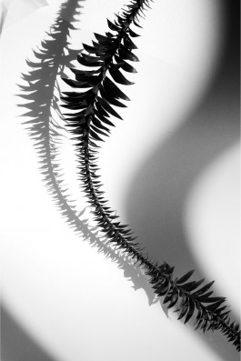 Luciana Val & Franco Musso