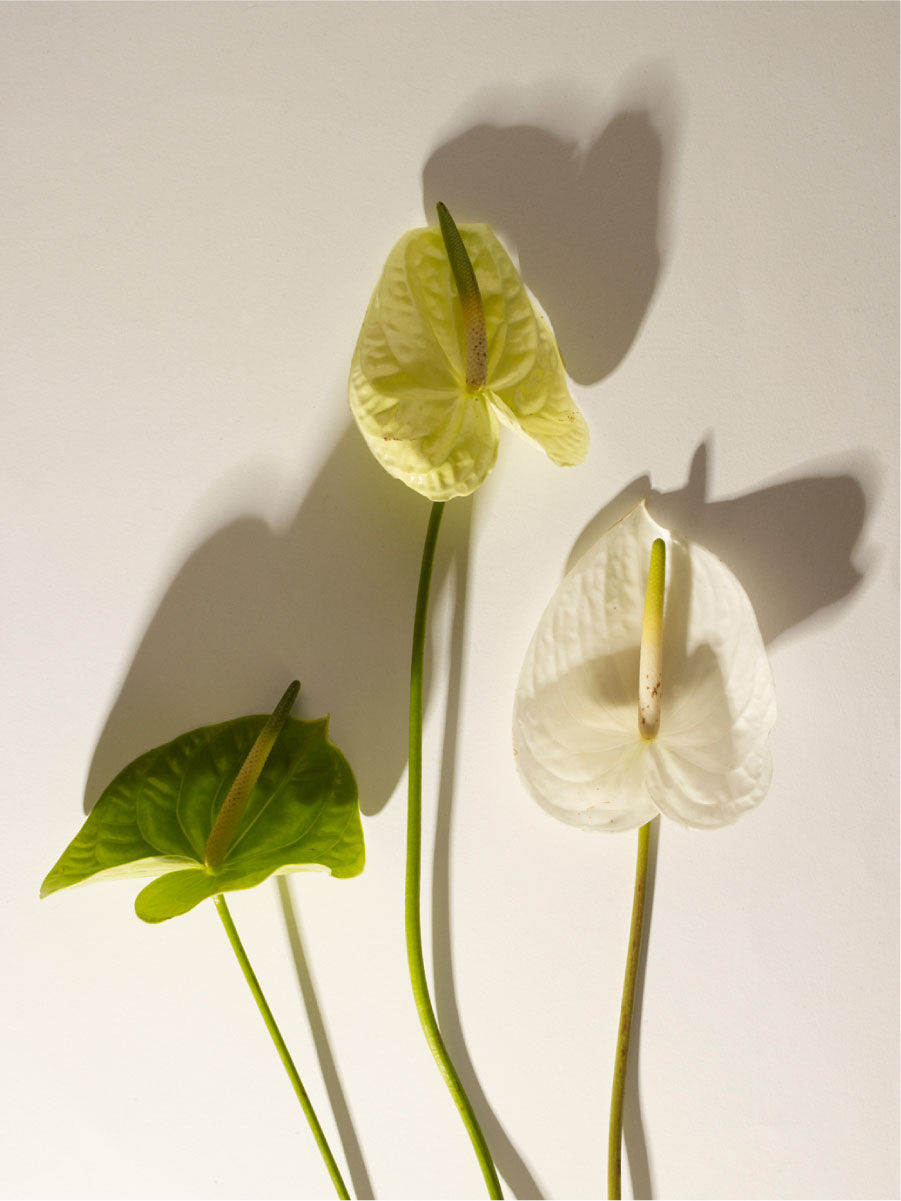 Luciana Val & Franco Musso