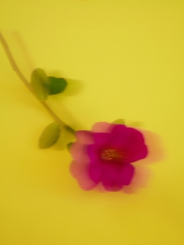 Luciana Val & Franco Musso